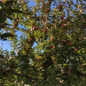 Meet your Posher, Caitlin